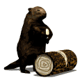 Gif animé animal castor